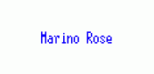 Marino Rose
